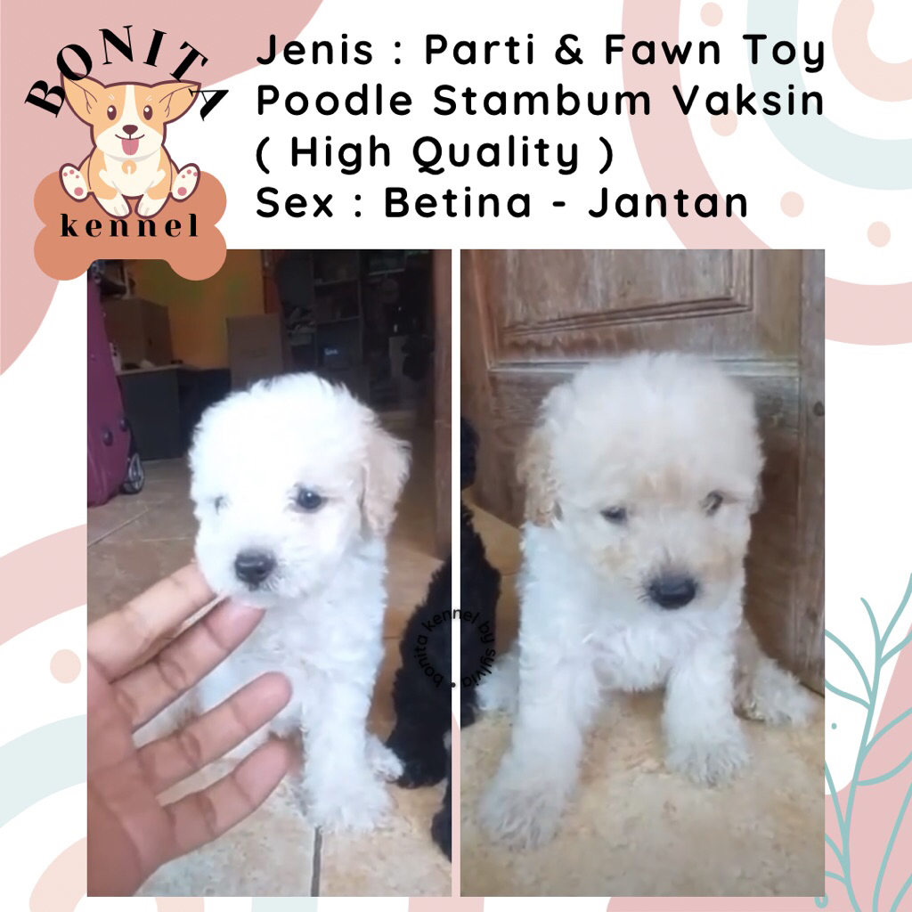 Apricot Fawn Toy Poodle Stambum Anjing Poodle Poodle Particolor