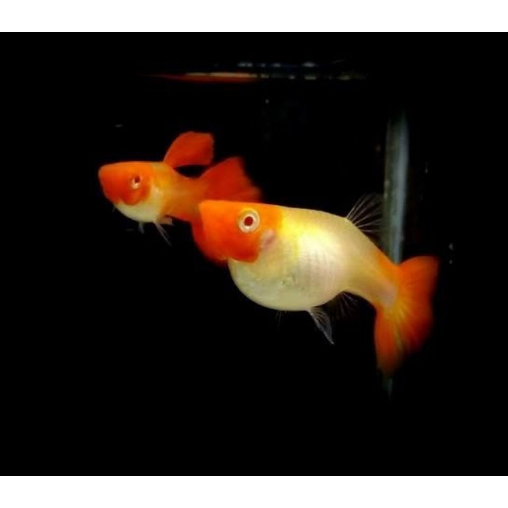 Hiasan aquarium Guppy Albino koi ikan sepasang indukan