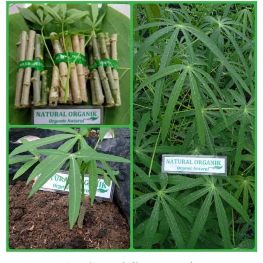 BIBIT daun singkong sayur, daun sempit panjang