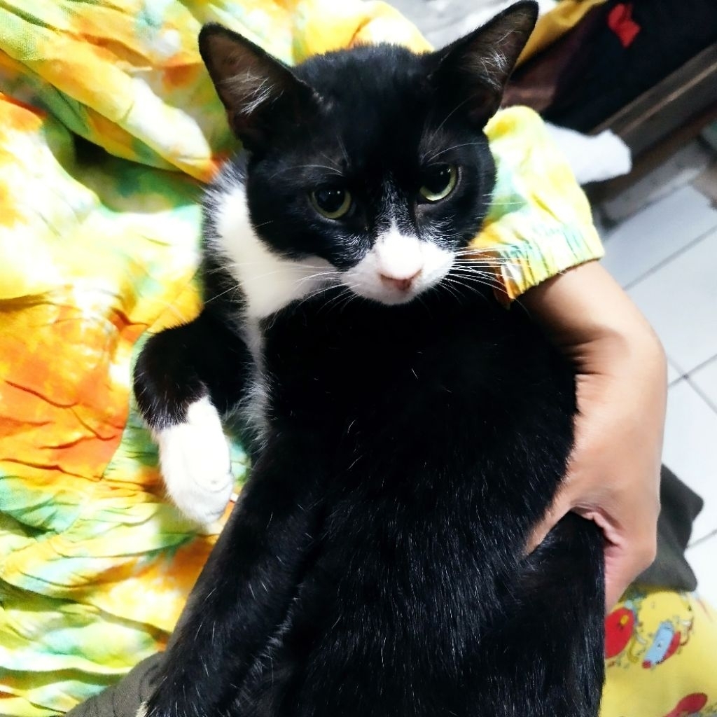 Link CO wig Manmei hitam 100cm NEW