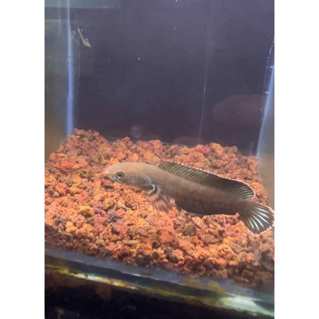 chana andrao 5-6 cm