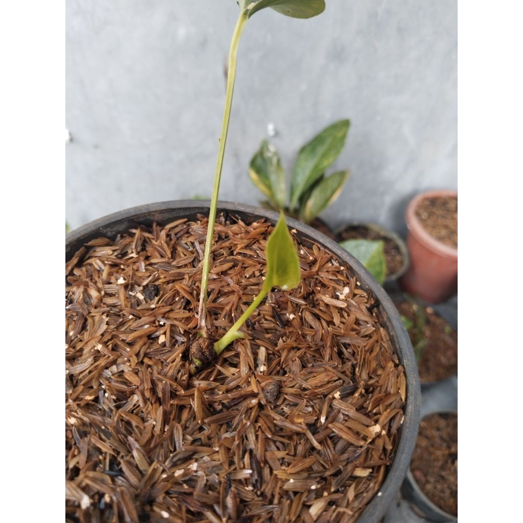 anthurium corong varigata ( bonggol 3 tunas ) tunas mewah
