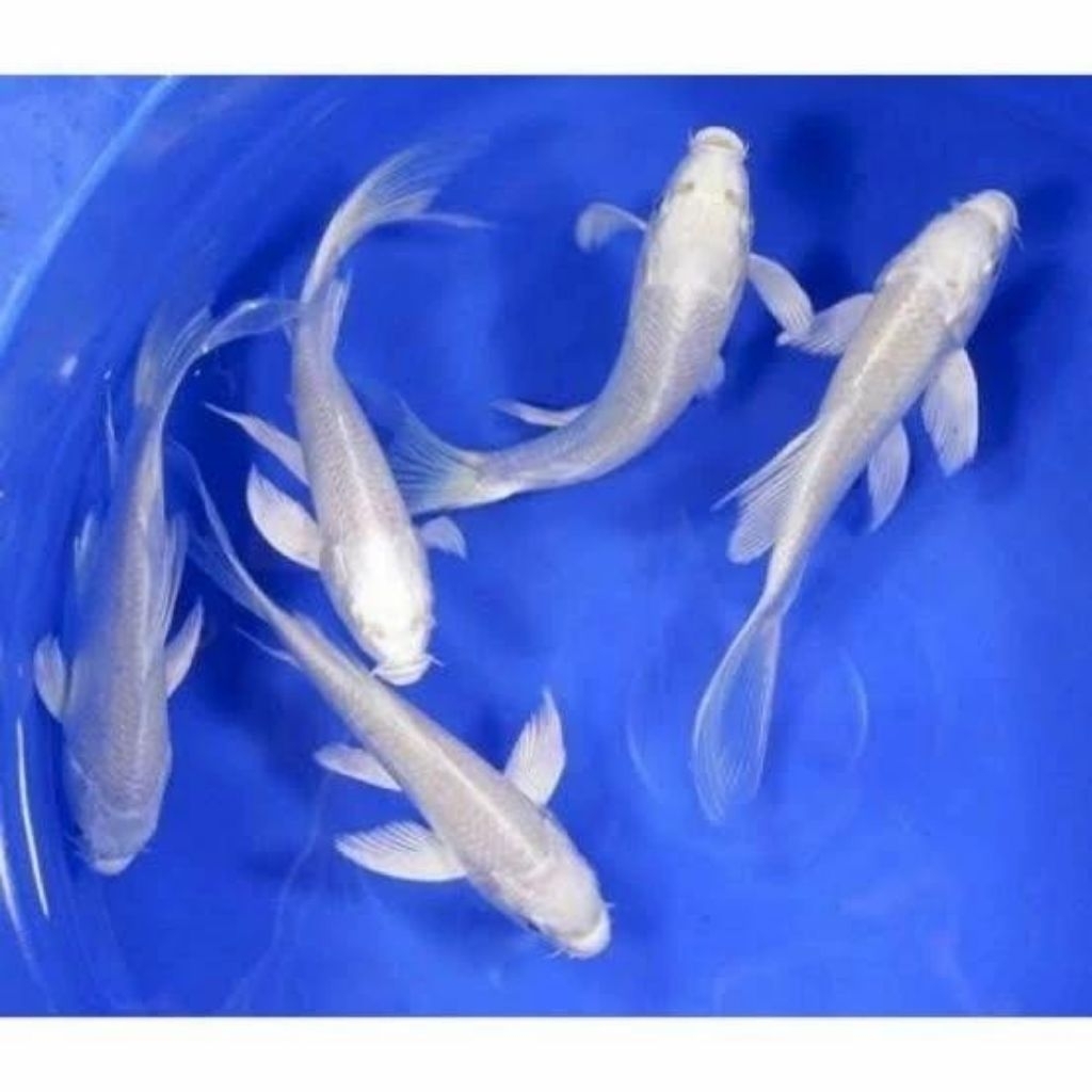 paket 10 ekor koi platinum size 6-7 cm