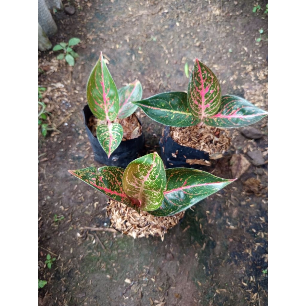 aglonema tiara anakan