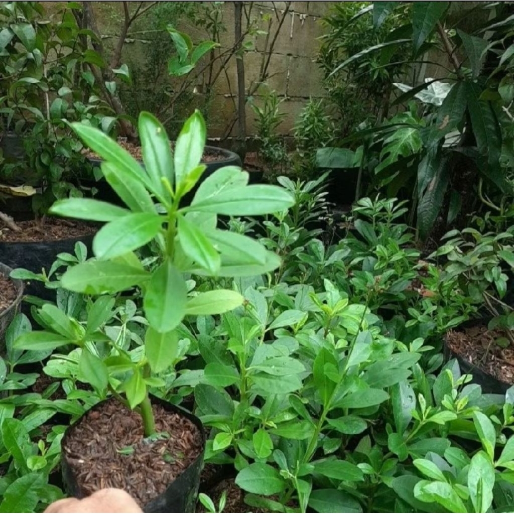 pohon ginseng jawa sayur sawi