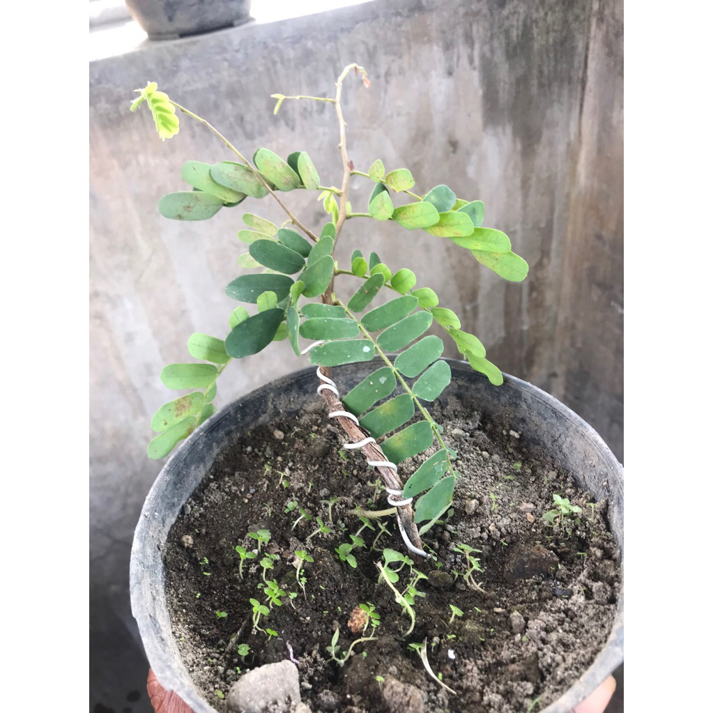 bahan bonsai asem jawa / tamarindus / bonsai dari biji