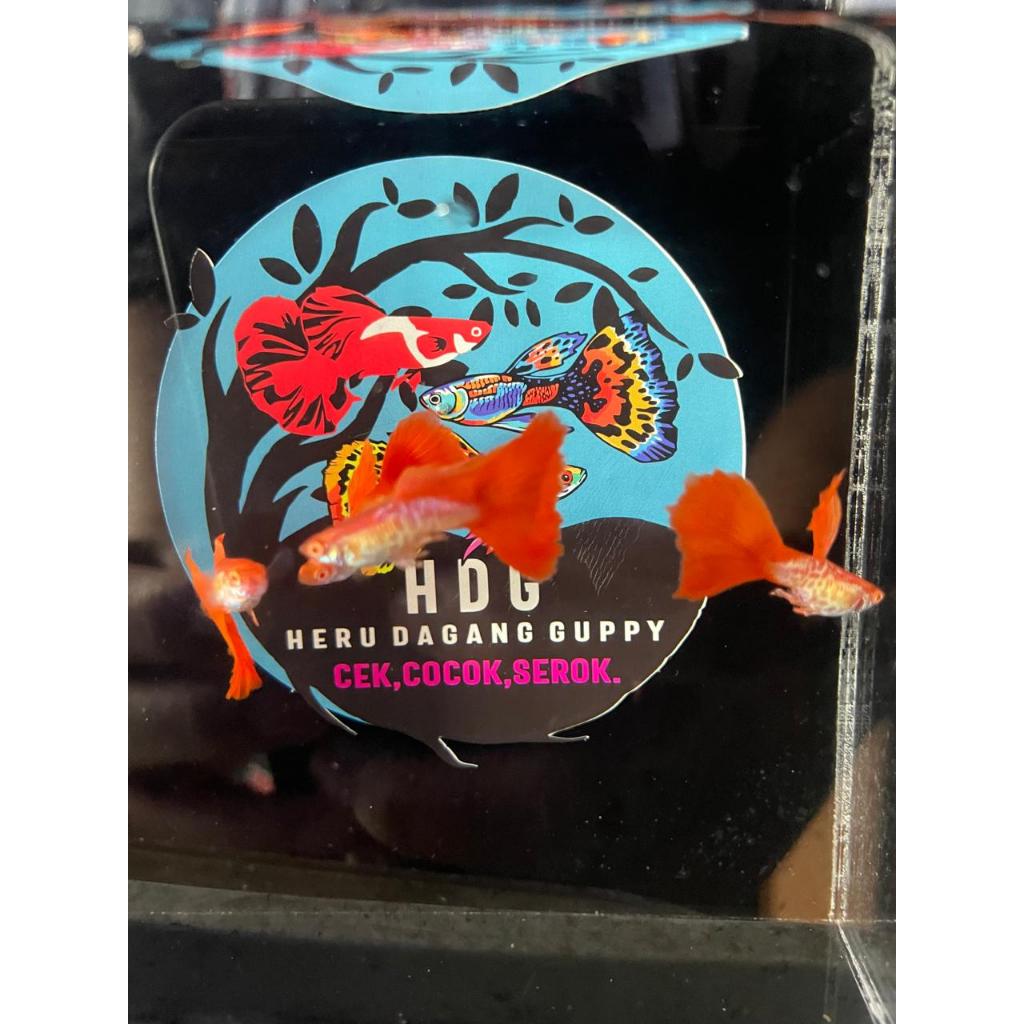 Ikan guppy albino metal snake skin red tail GRADE