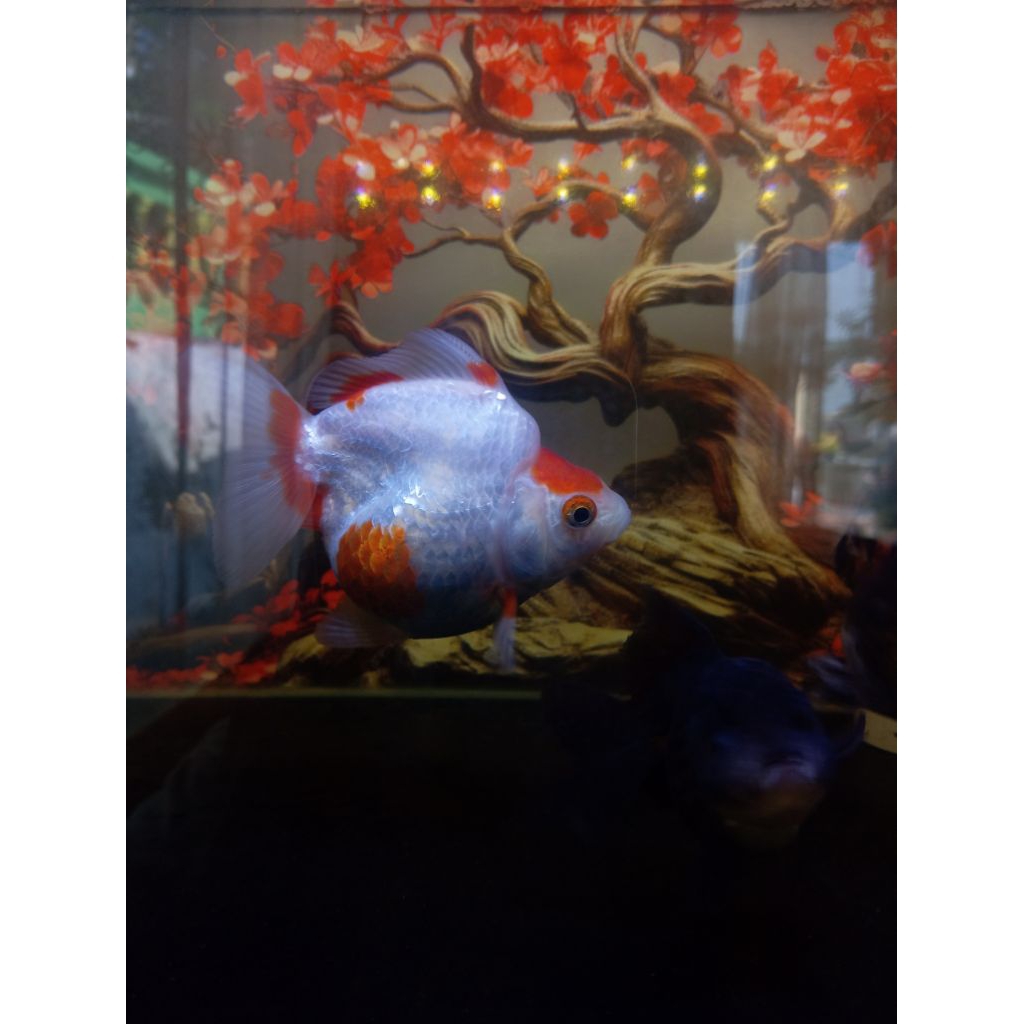 Ikan Koki Ryukin Red White size 10cm