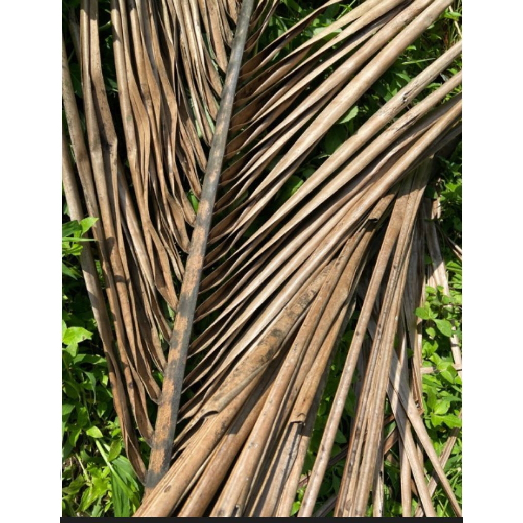 Daun kelapa kering/balarak isi 20