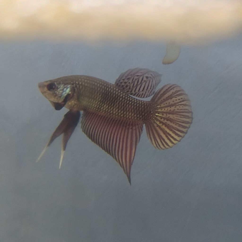 Wild Betta Smaragdina Guitar Copper Kualitas Premium Grade A Code 002