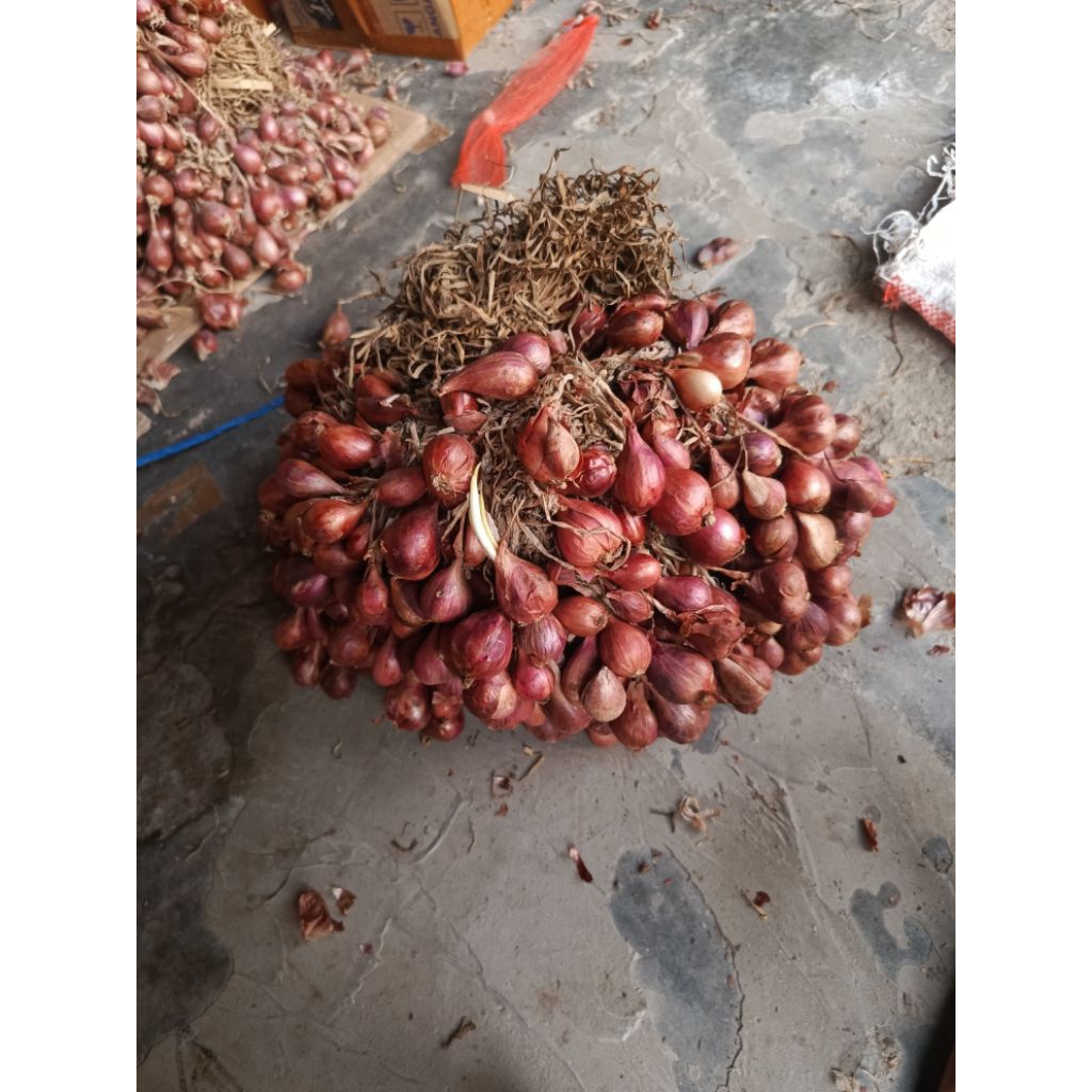 paket 5kg bibit bawang merah Bima Brebes siap tanam