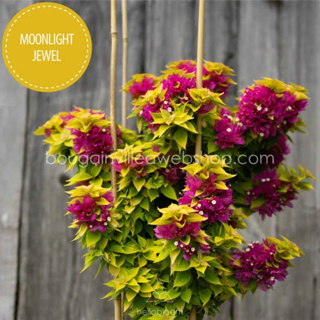 Tanaman Hias Bougenville id Singapore Jewel Monlihgt (Ori ) Import
