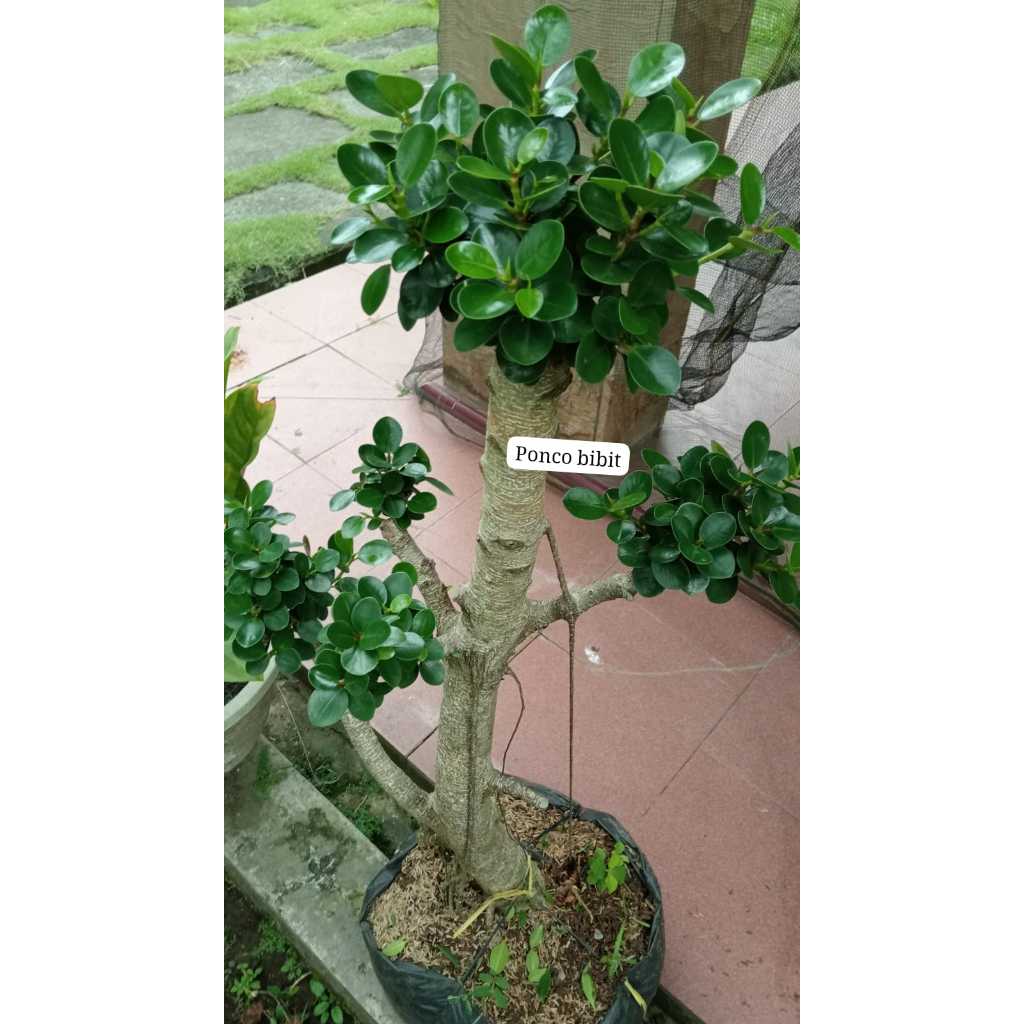 Tanaman Bonsai Dolar - Batang besar Mudah perawatan