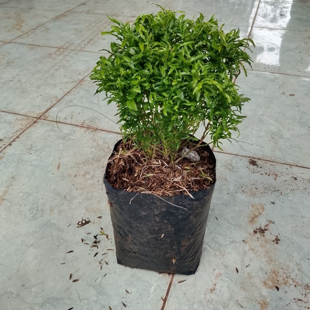 bibit tanaman hias brokoli hijau pohon brokoli hias