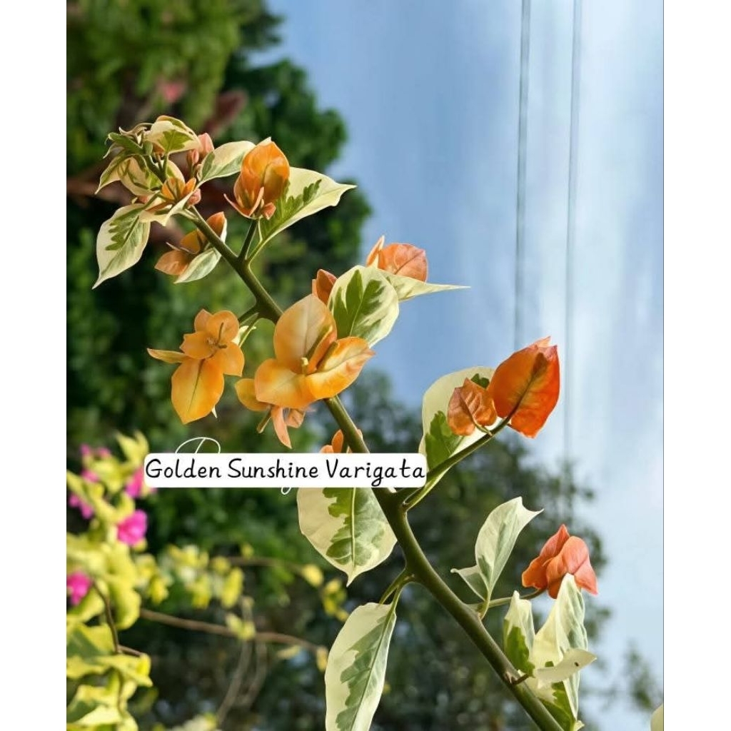BOUGENVILLE VARIGATA GOLDEN SUNSHINE STEK & ENTRES
