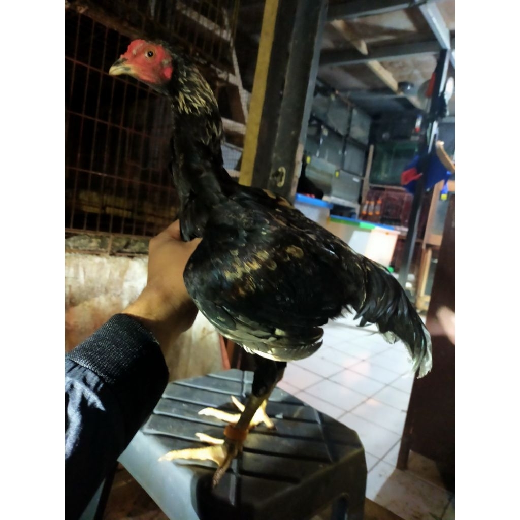 ayam jago( jantan) kampung asli hidup