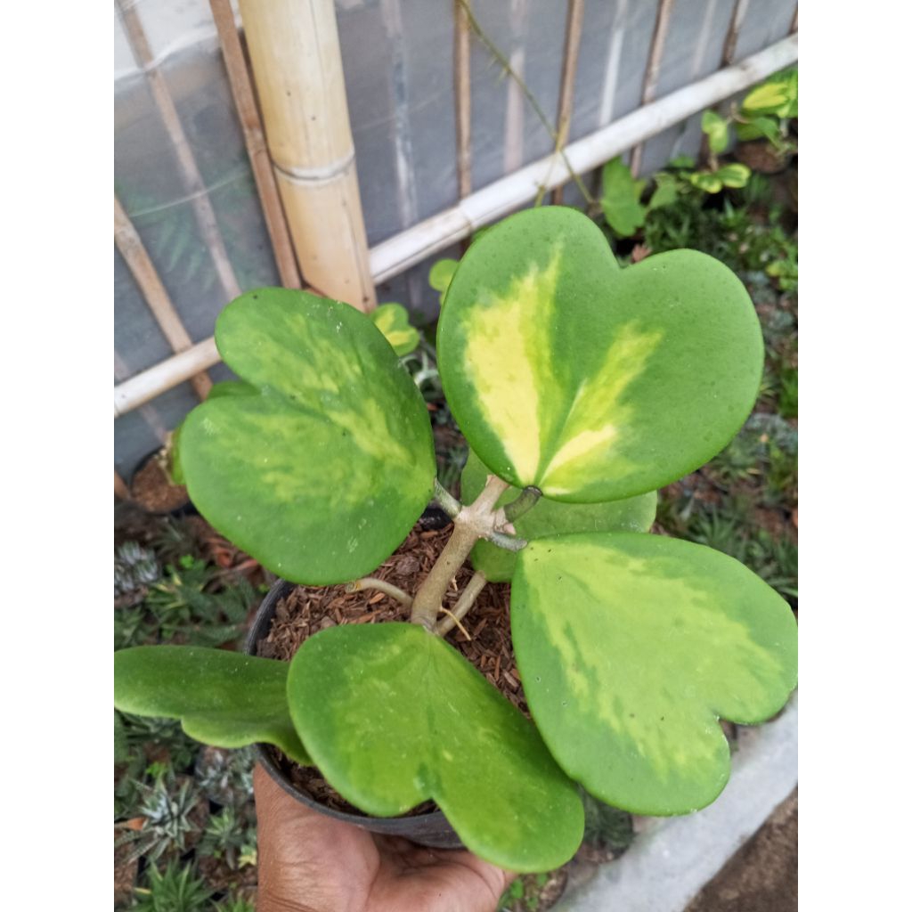 Hoya kerrii variegata,