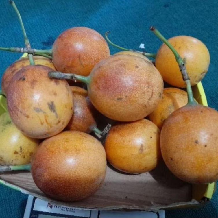 BUAH KONYAL / MARKISA  MANIS 1 KG FRESH ASLI BANDUNG