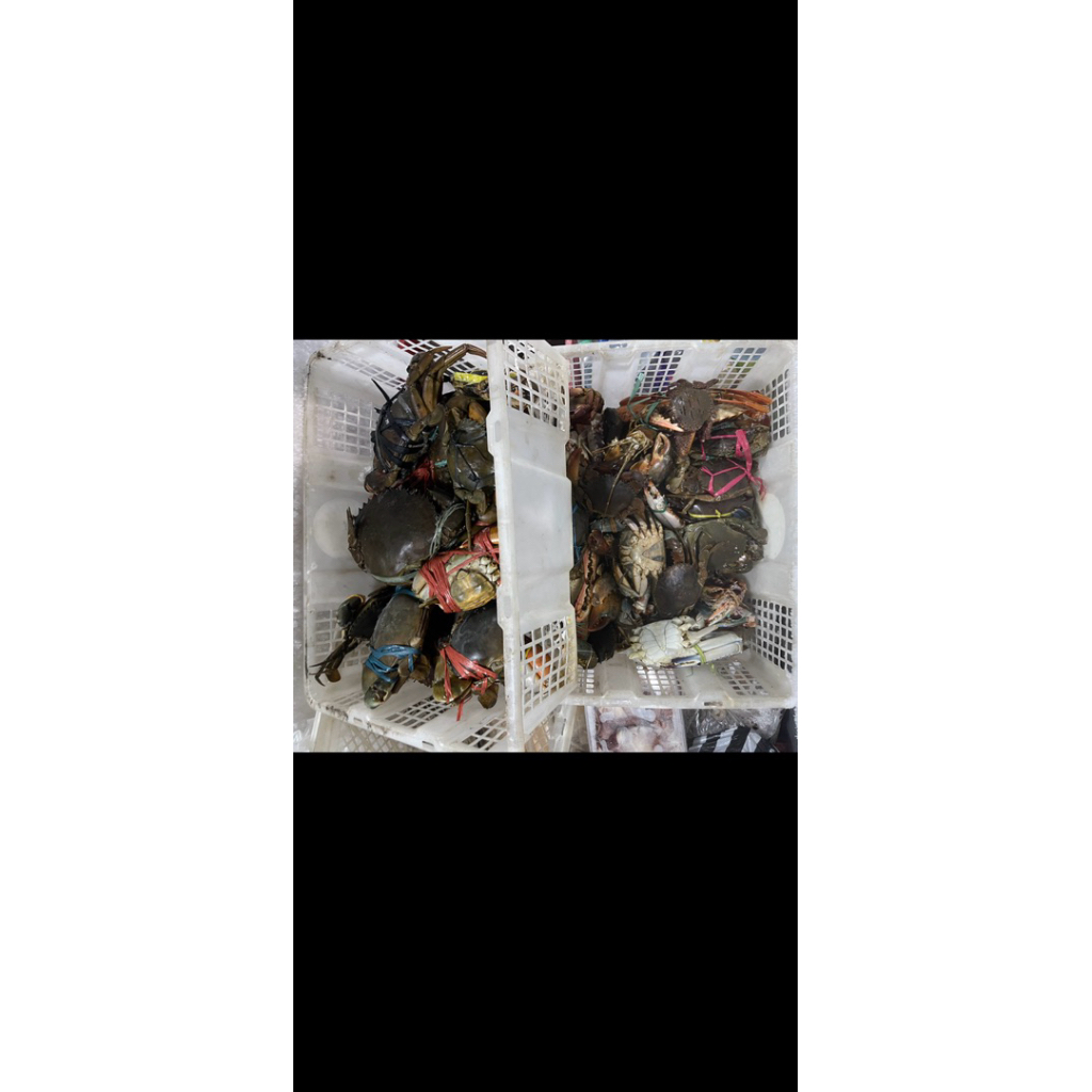 Kepiting Frozen Segar