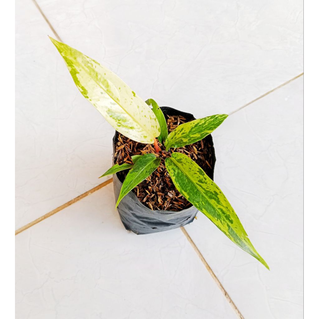 HOKERI VARIGATA MENOR