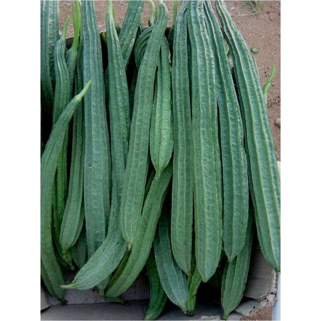 Benih / biji gambas oyong panjang ( 30 butir)