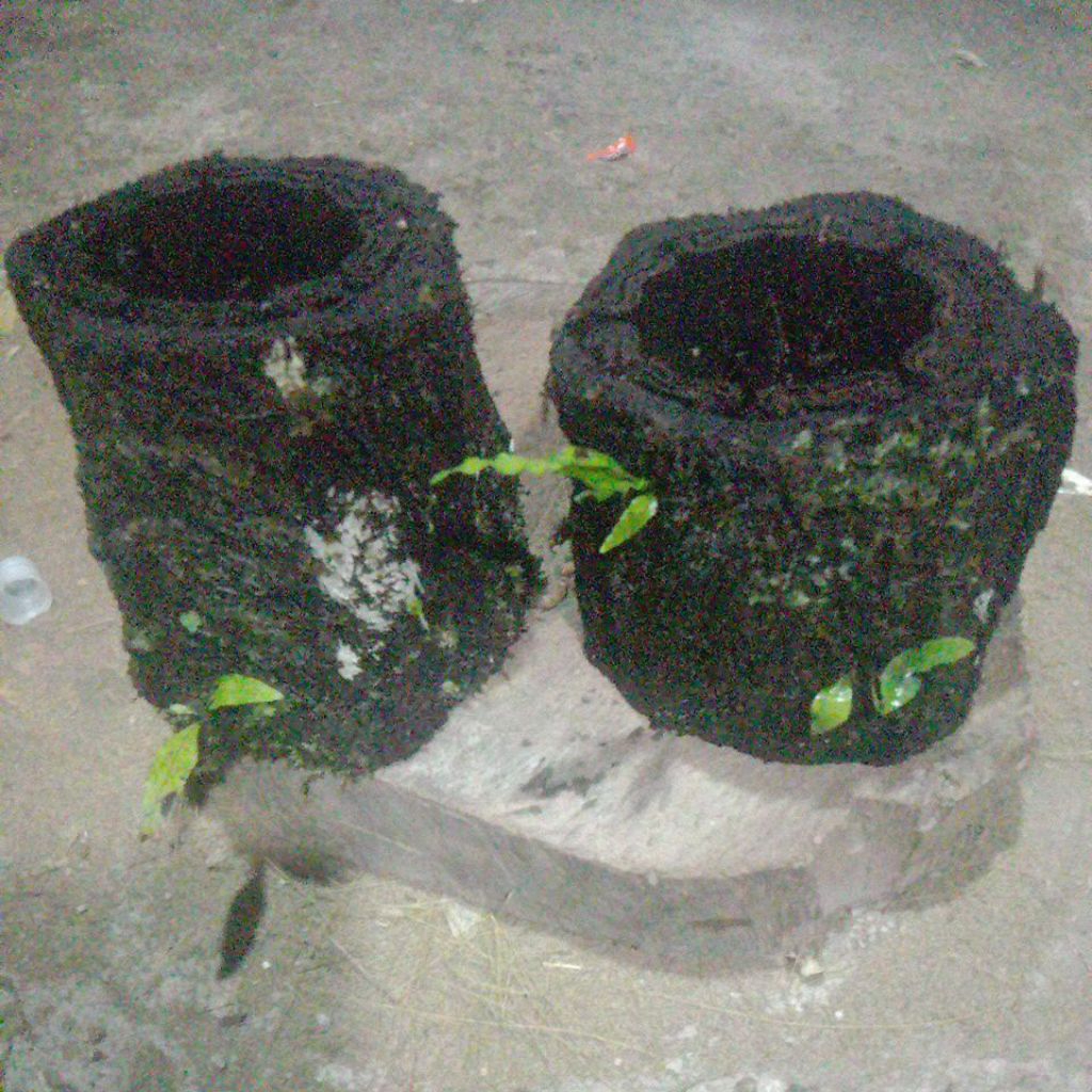 akar pakis