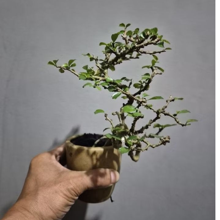 Bonsai Shito Hokiantea + Pot Keramik