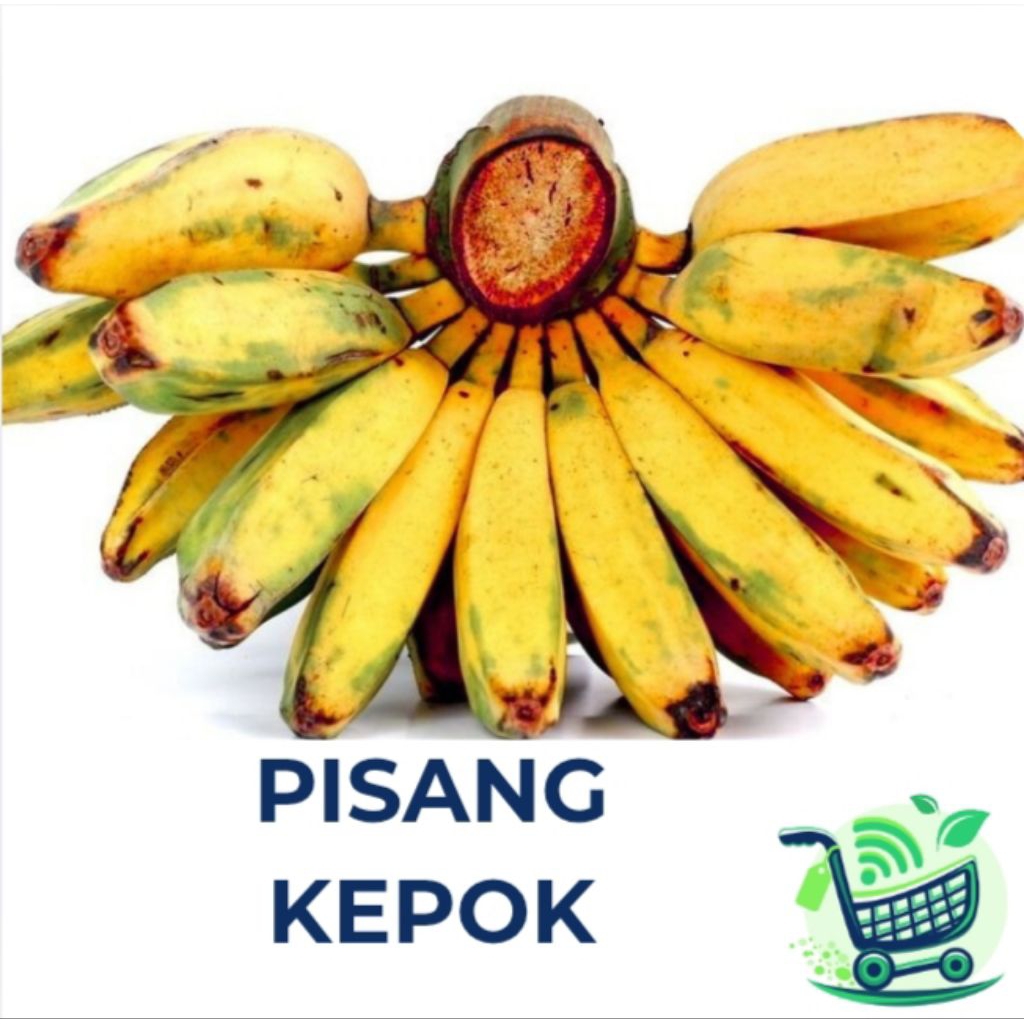 PISANG KEPOK 1 SISIR