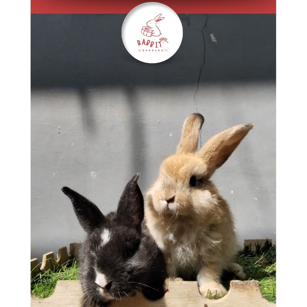 Anakan Kelinci Lokal Murah | Rumah Kelinci Bandung