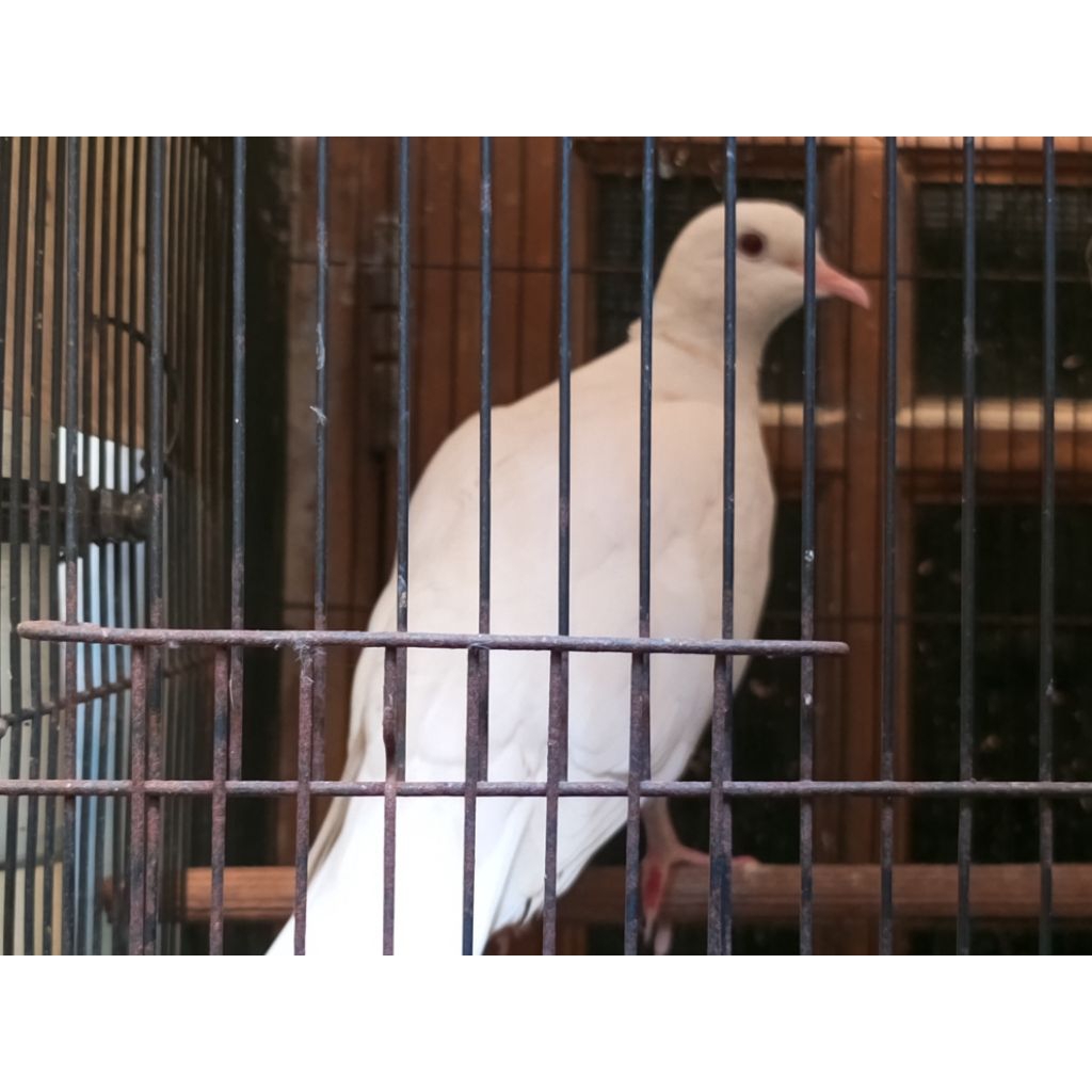 Burung  Puter silangan pelung & albino, JANTAN, dewasa, rajin bunyi, langka.