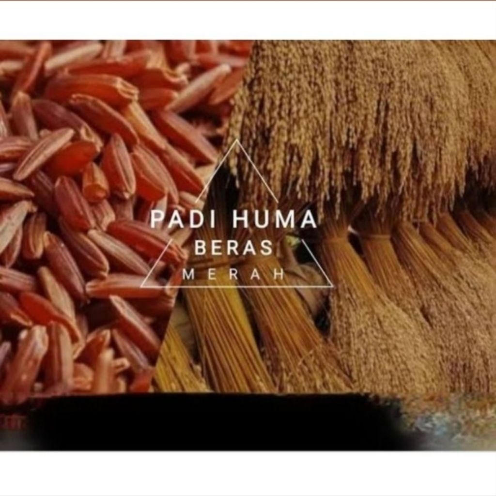 Padi huma gabah / padi darat / padi beras merah / padi gunung per 1kg