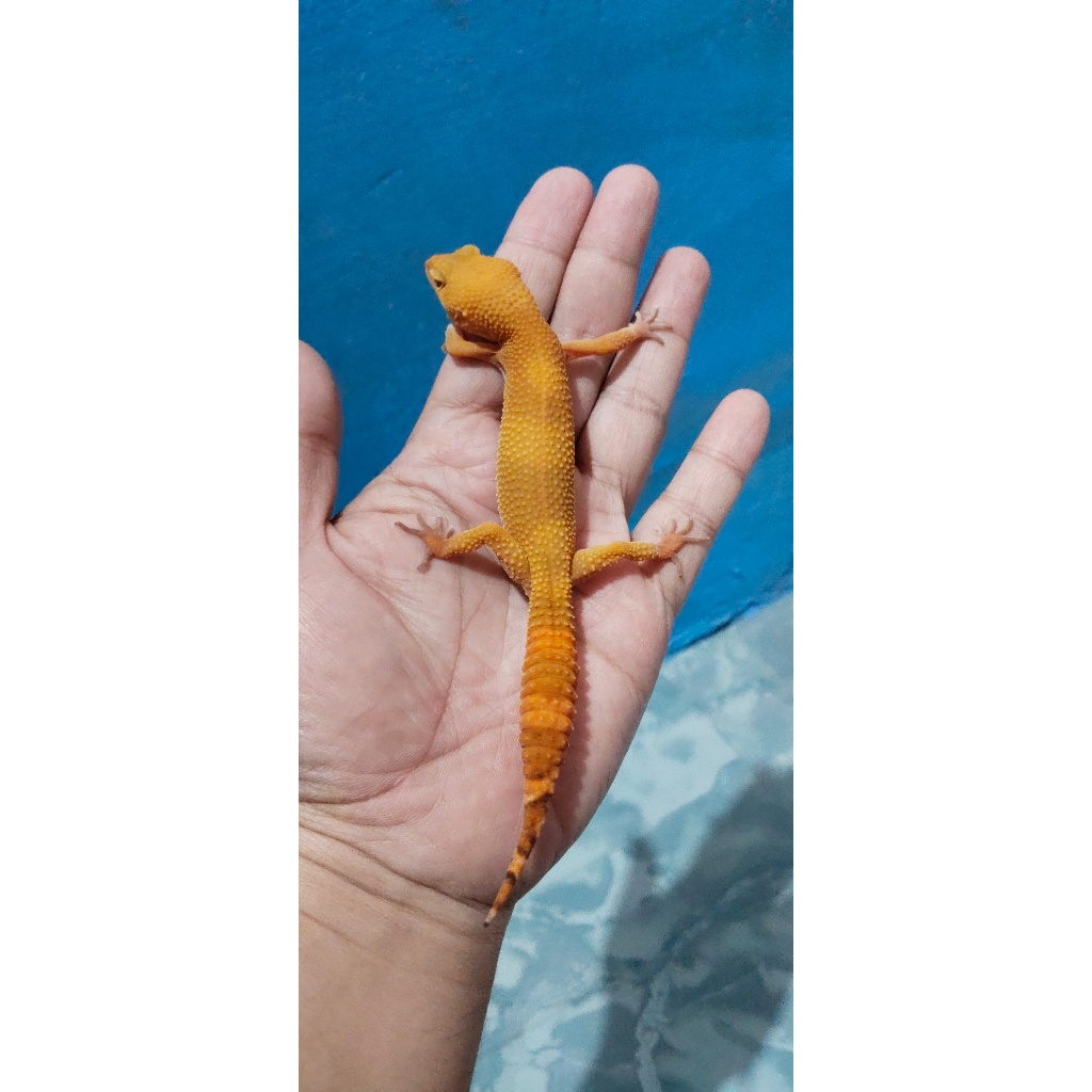 Mainan Leopard Gecko Sunglow