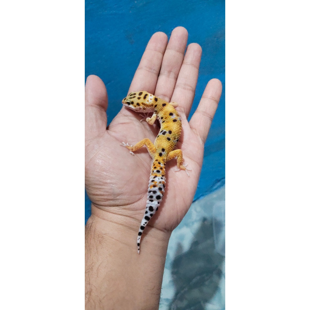 Mainan Leopard Gecko Emerine