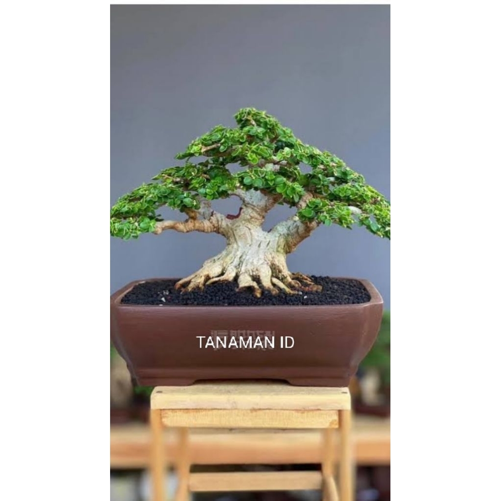 BONSAI SANCANG SIAP KONTES TINGGI 18cm BERAT 3KG