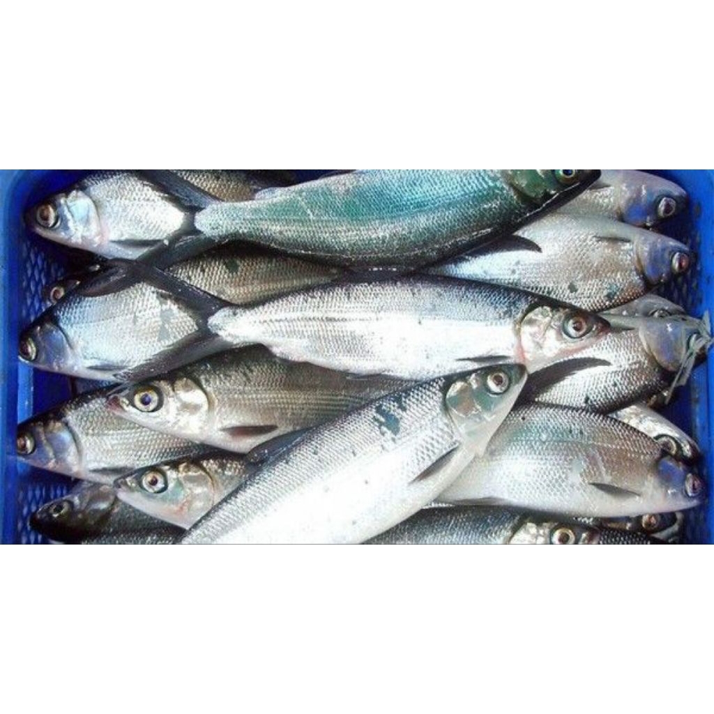 Ikan Bandeng Fresh 1 kg isi 4-5 (sudah dibersihkan)