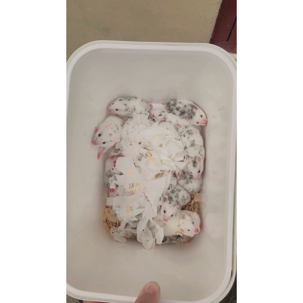 hamster syrian fujiyama