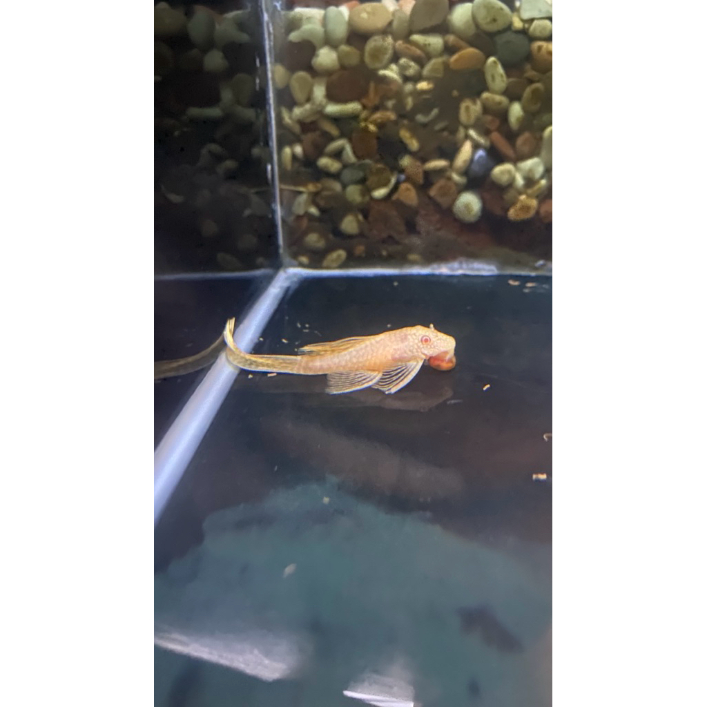 Brushmouth Albino Slayer L144