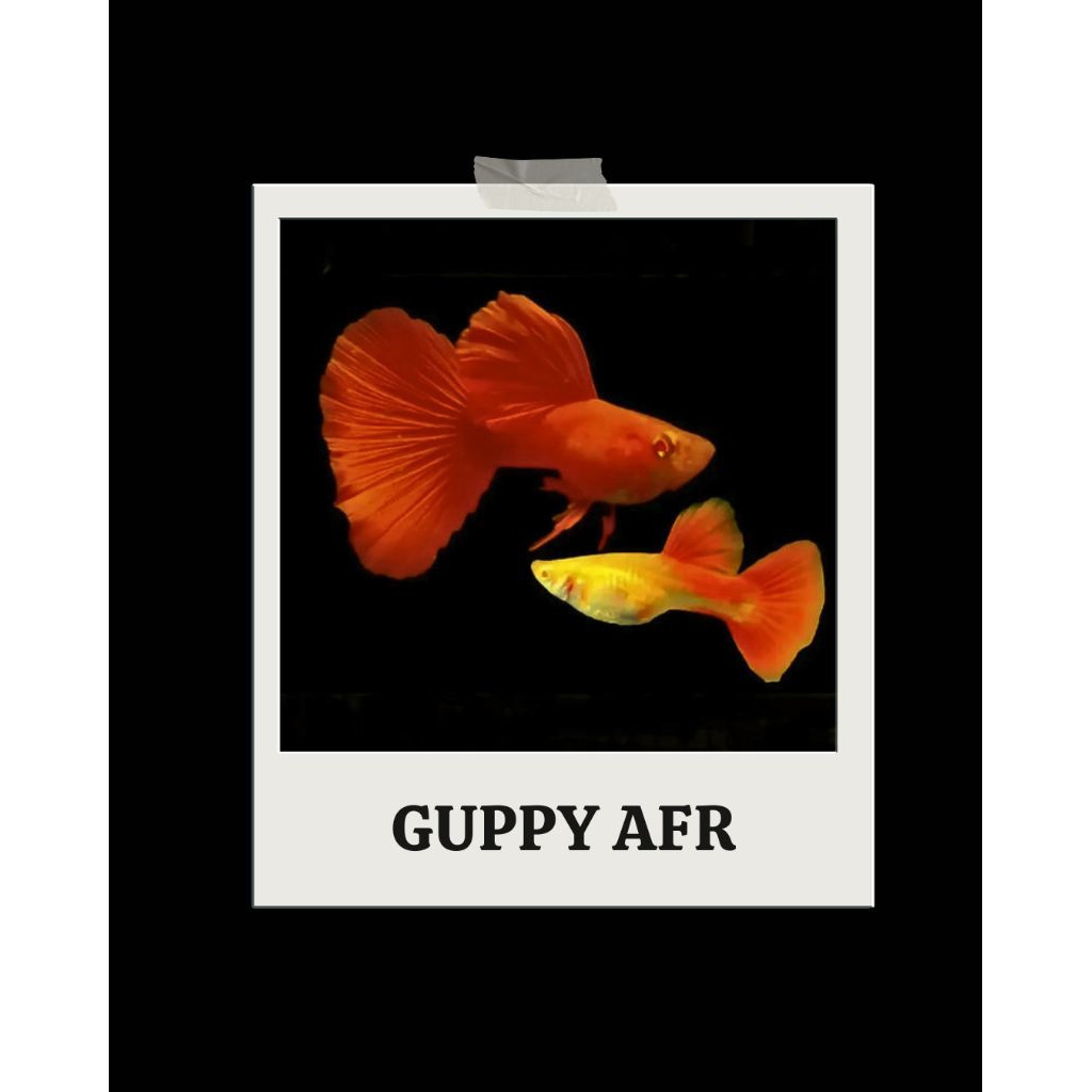 paketan guppy AFR sepasang dewasa siap dibudidayakan