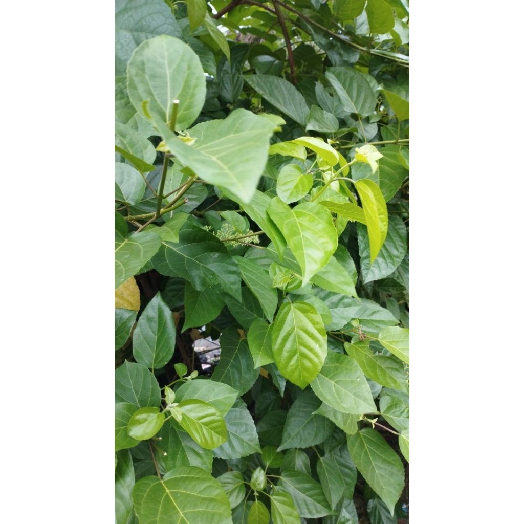 Daun Waung Daun Wahung