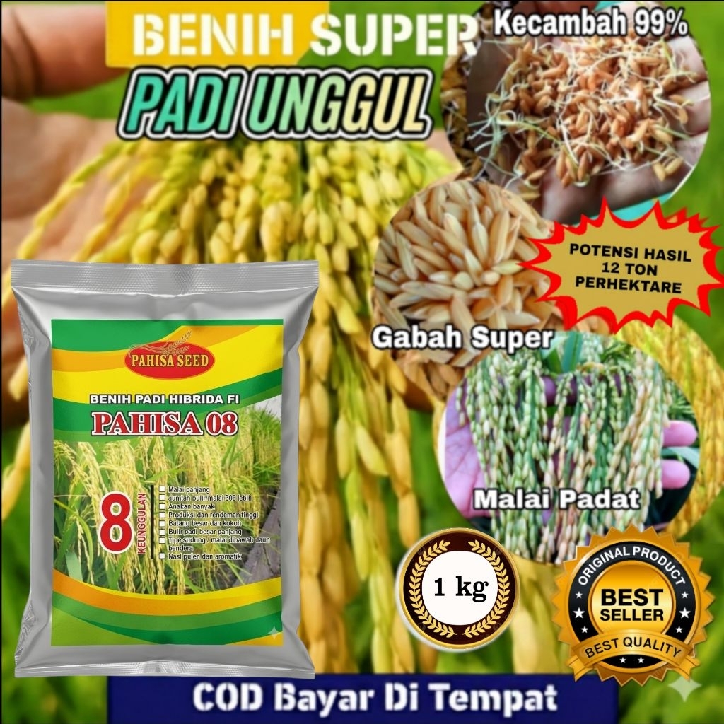 1KG BENIH PADI HIBRIDA F1 - PAHISA 08 (Kualitas Unggul Bersertifikat)