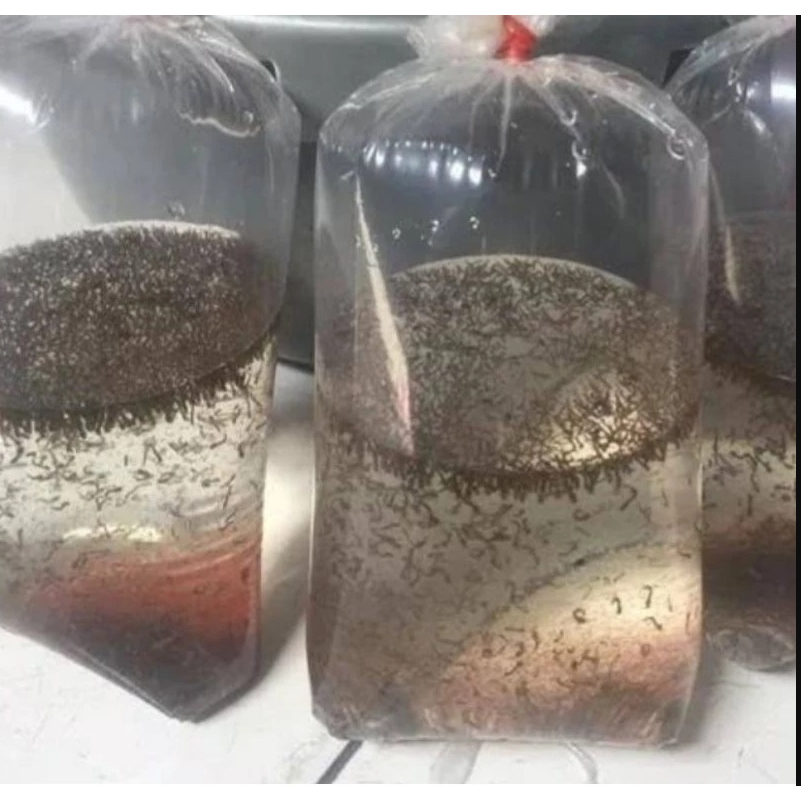 Pakan Ikan Cupang Jentik Nyamuk Encu encu jentik nyamuk Encu Jentik Pakan ikan cupang Guppy