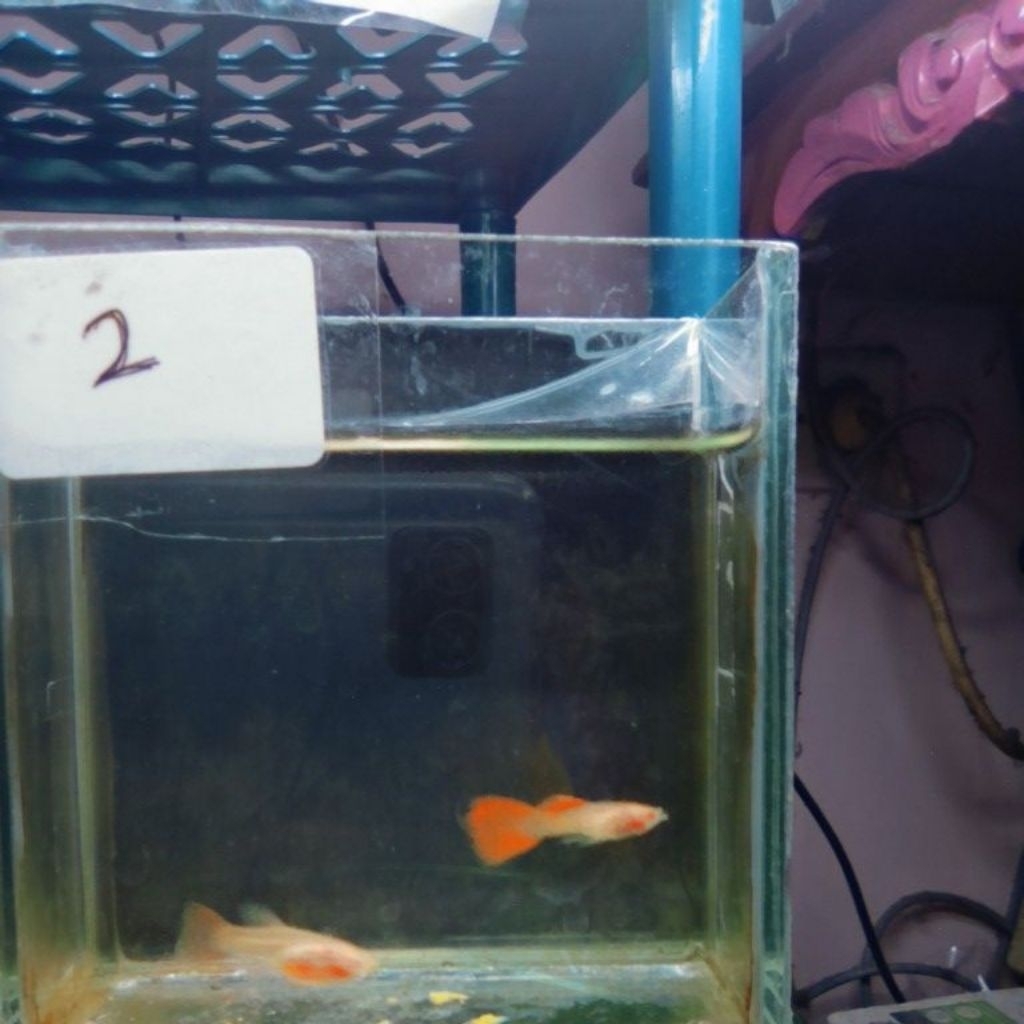 hiasan aquarium guppy albino red lace glass belly