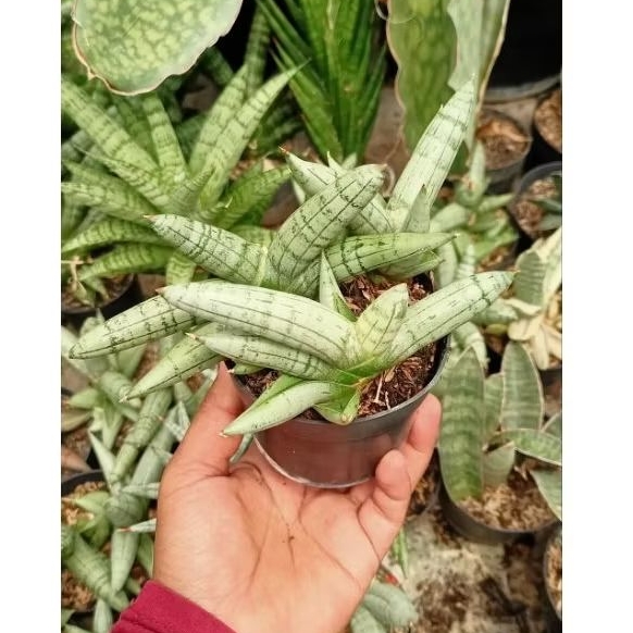 Sansevieria Boncel Platinum Cluster