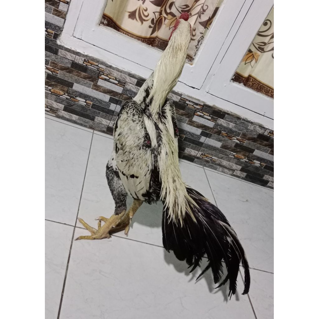 ayam bangkok siap laga pama kuda lari