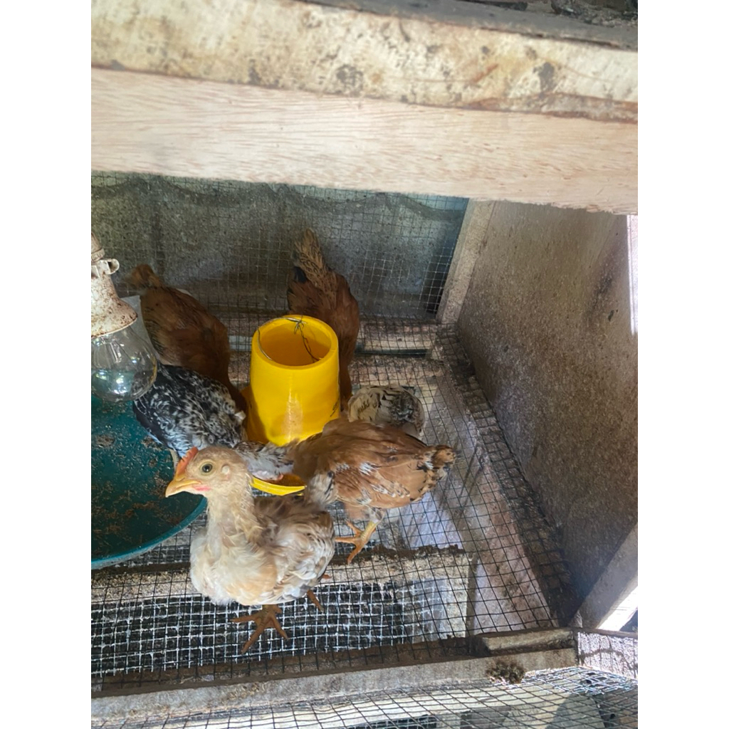 Ayam Kampung Elba Petelur