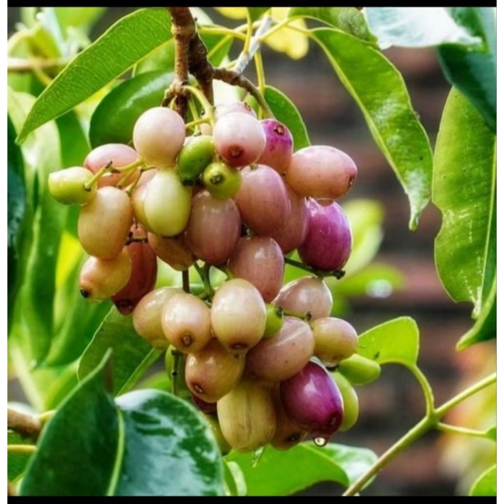 Bibit Buah Jamblang Putih/Duwet Hasil Okulasi