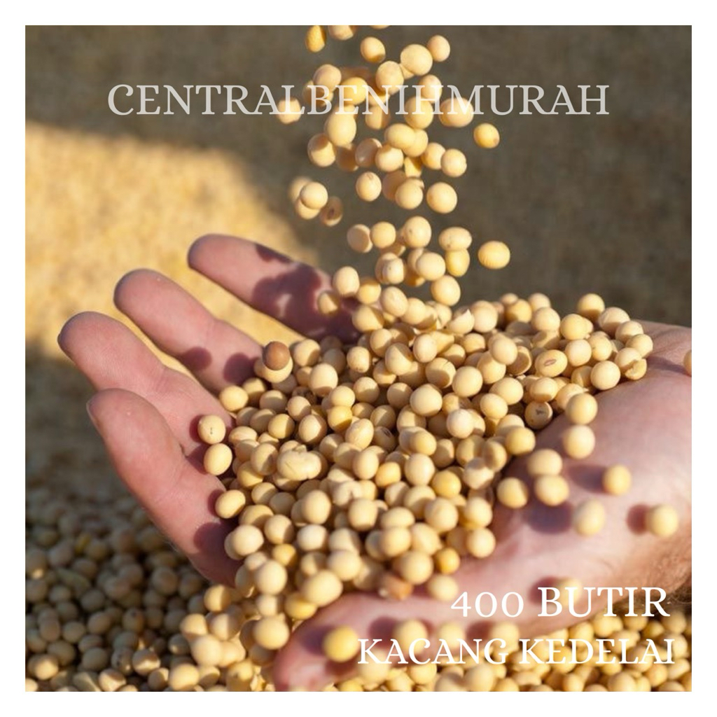 400 BUTIR BENIH TANAMAN KACANG KEDELAI ANJASMORO