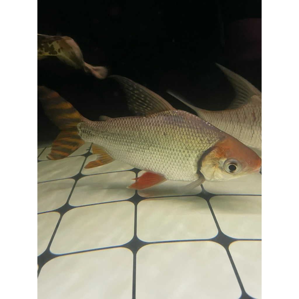 Hiasan Aquarium Ikan Red Feifeng Flagtail 30cm