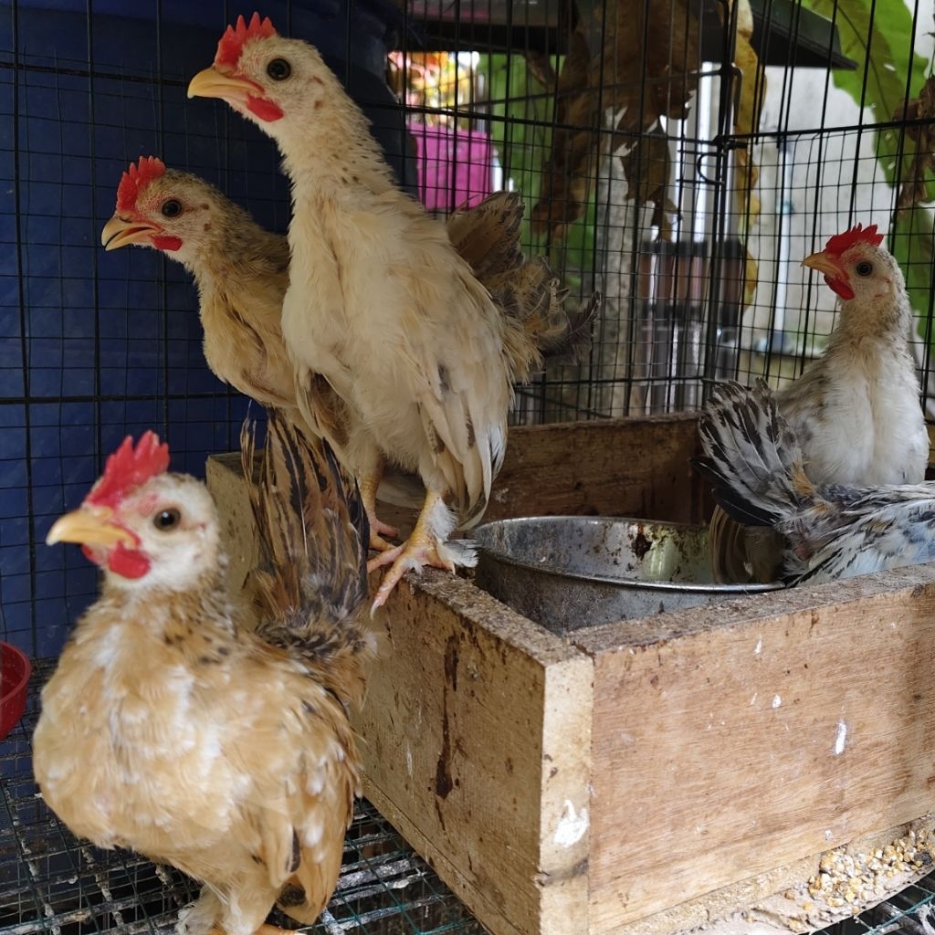Anak ayam kate hidup