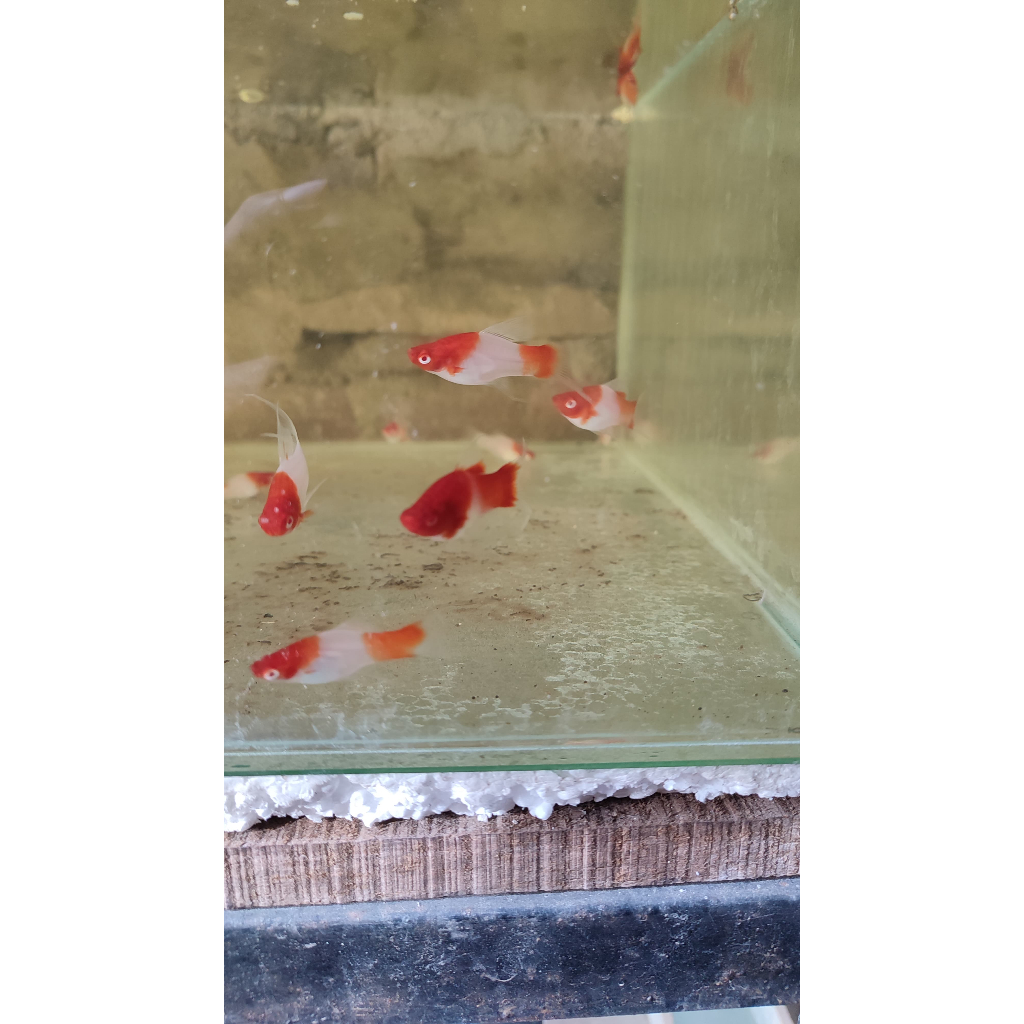 Kohaku swordtail warna cerah